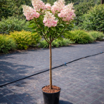 Hortenzia metlinatá (Hydrangea paniculata) ´CANDLELIGHT´® - výška 120-130 cm, kont. C5L - NA KMIENKU